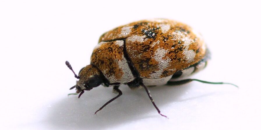 Spot Carpet Beetles early! - Country Life Pest Control