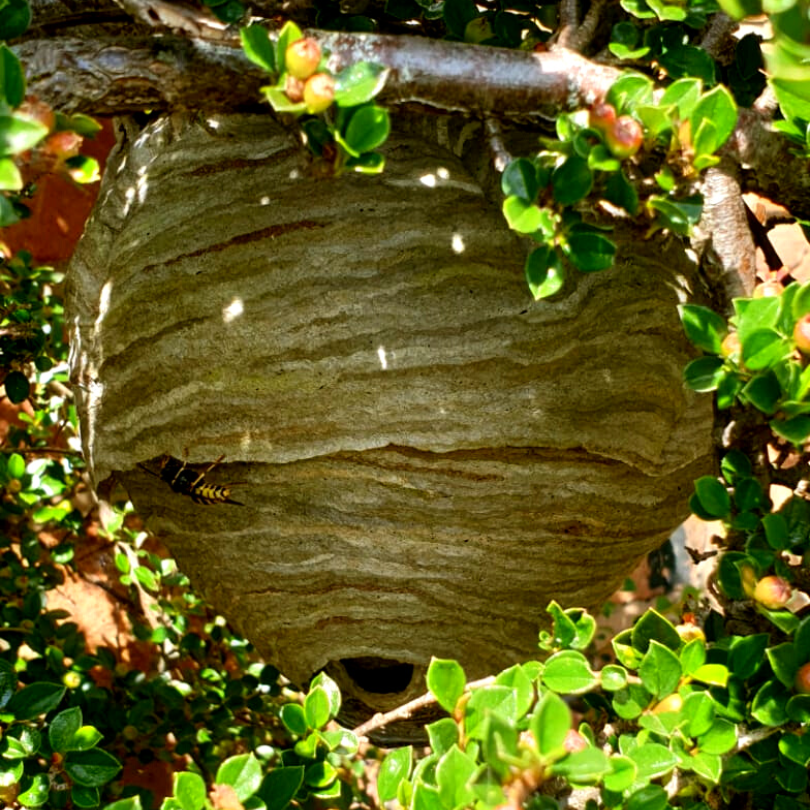 wasp nest in garden removal