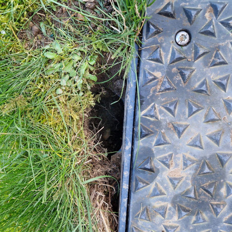 remove rats from drains