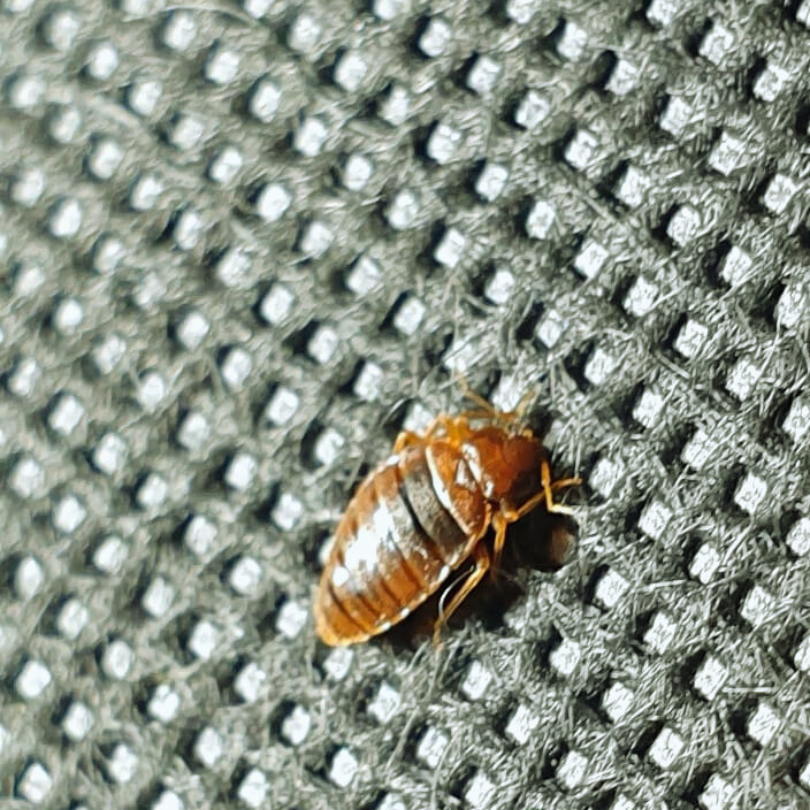bed bugs on furniture